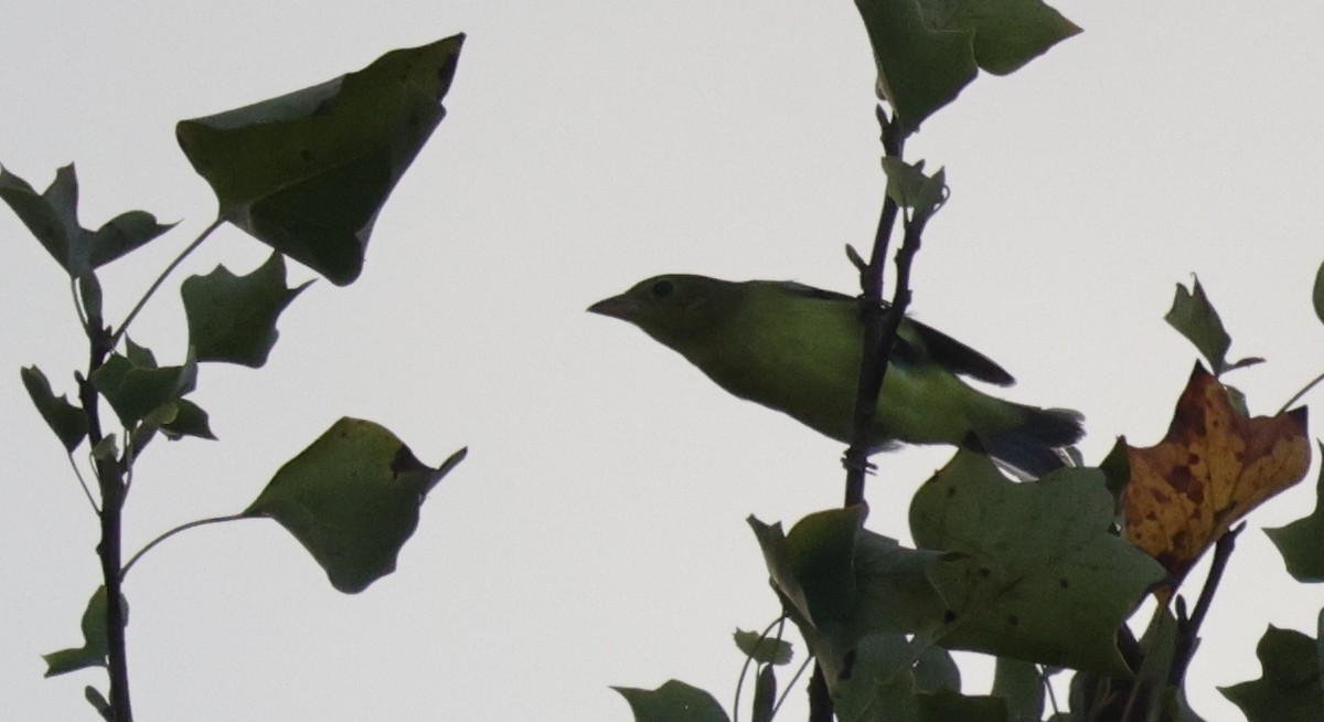 Scarlet Tanager - ML646483548