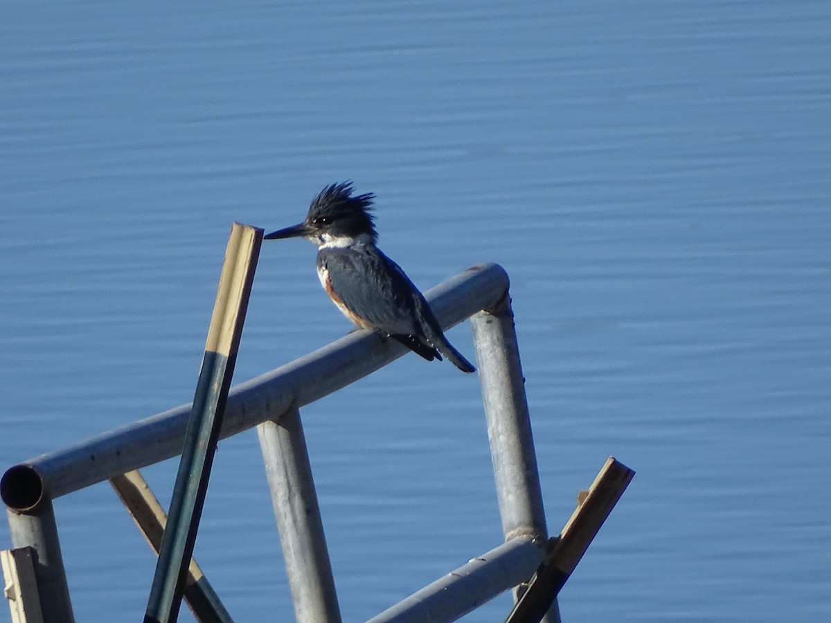 Belted Kingfisher - ML646483549