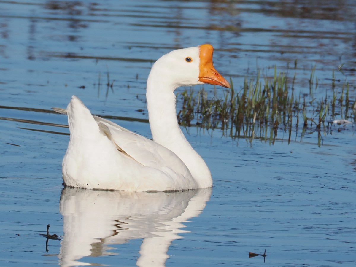 husa labutí (domestikovaná) - ML646483553