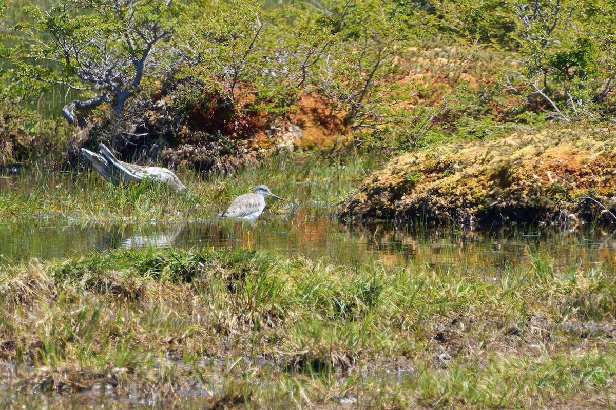 Greater Yellowlegs - ML646483554