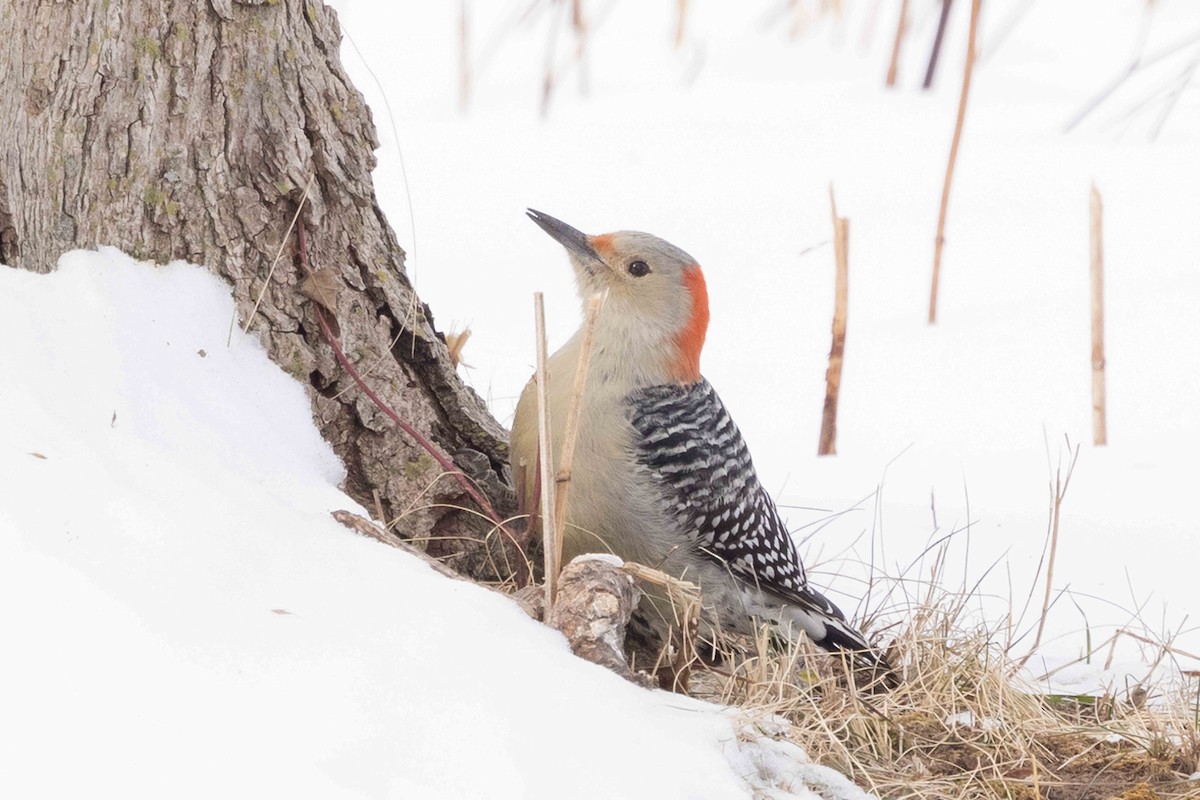 Kızılca Karınlı Ağaçkakan - ML646483555