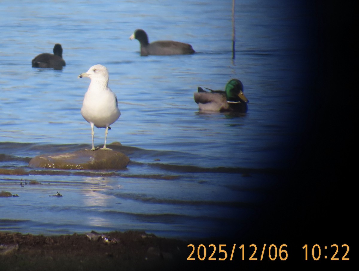 Ring-billed Gull - ML646483556
