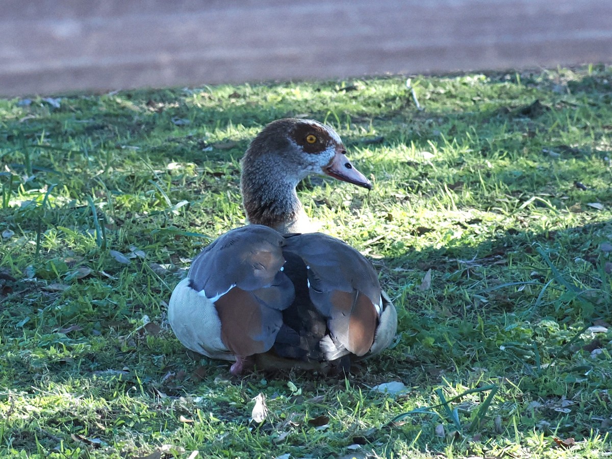 husice nilská - ML646483571