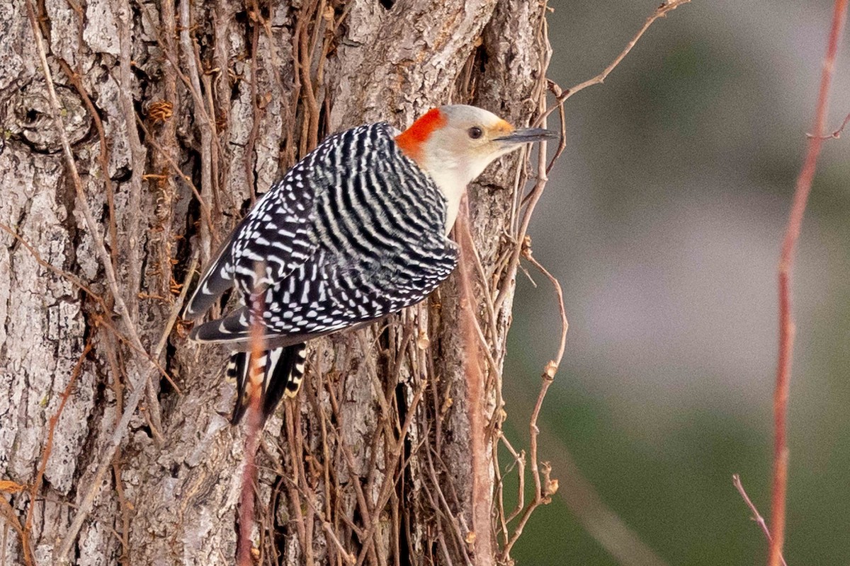 Kızılca Karınlı Ağaçkakan - ML646483572