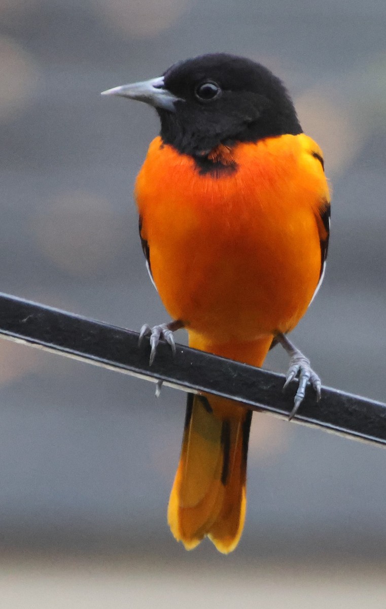 Балтиморский трупиал - ML646483576