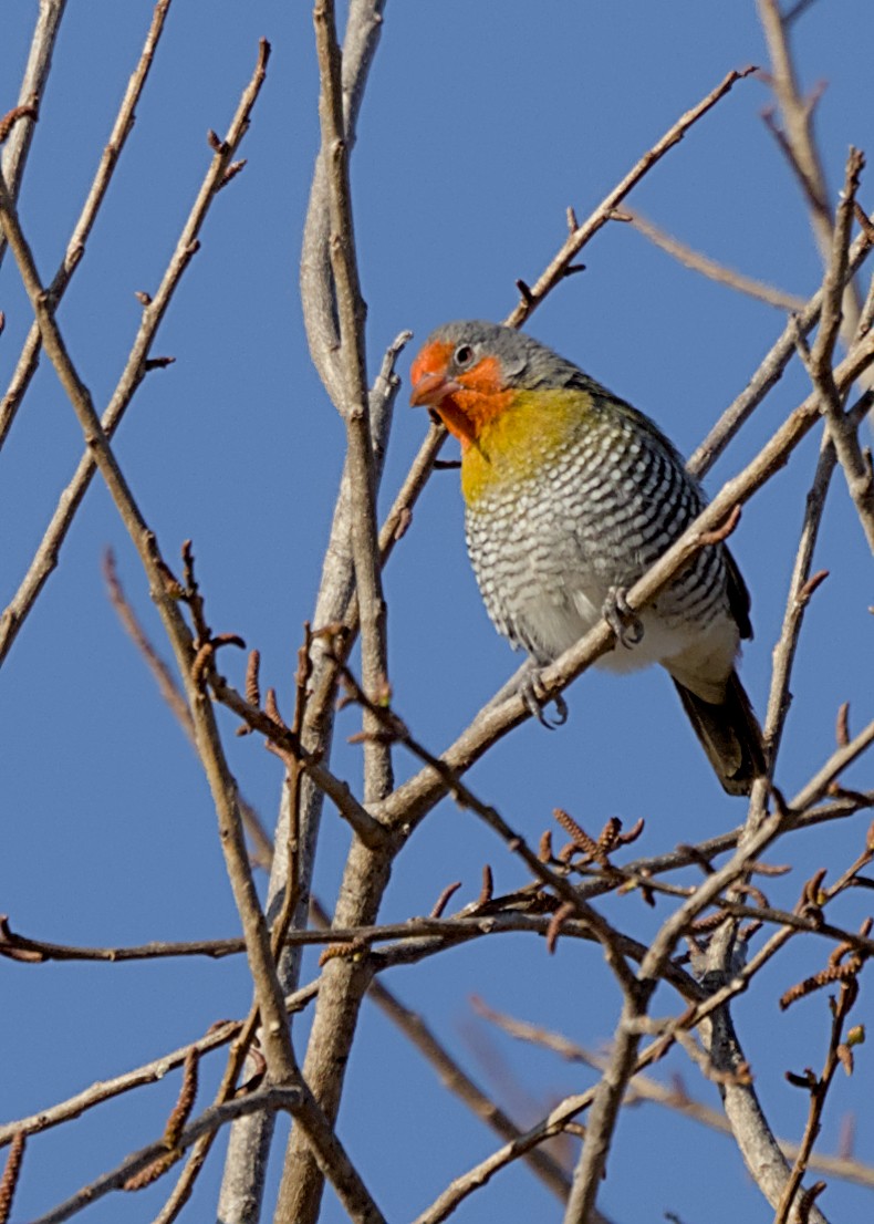 Green-winged Pytilia - ML646483577