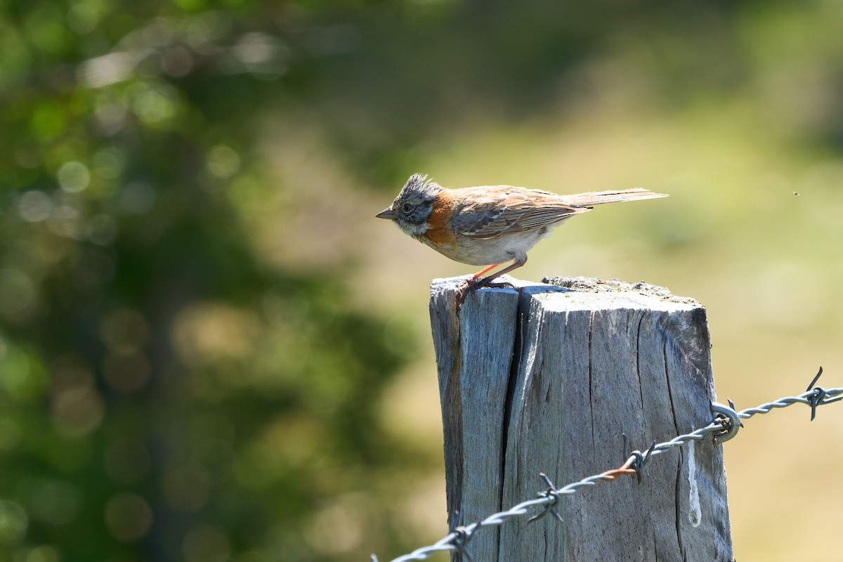 Rufous-collared Sparrow - ML646483578