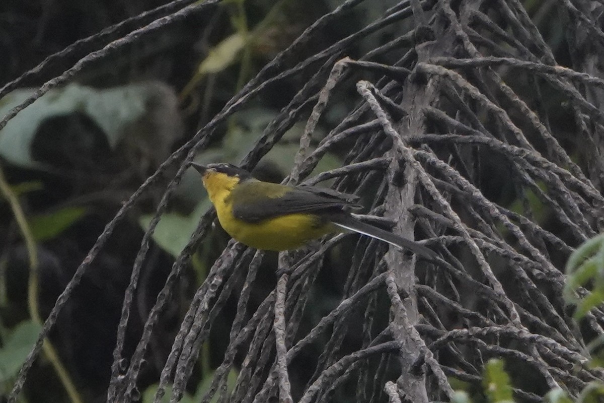 Yellow-crowned Redstart - ML646483579