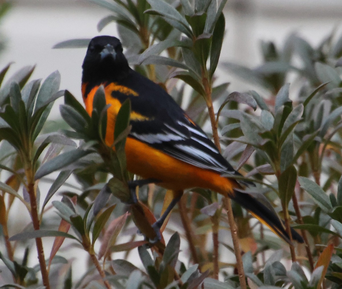 Балтиморский трупиал - ML646483580