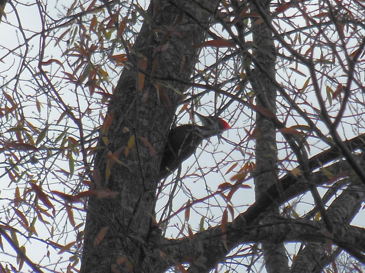 Pileated Woodpecker - ML646483583