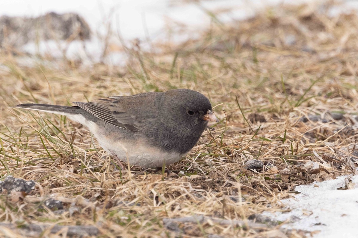 Kara Gözlü Junko - ML646483584