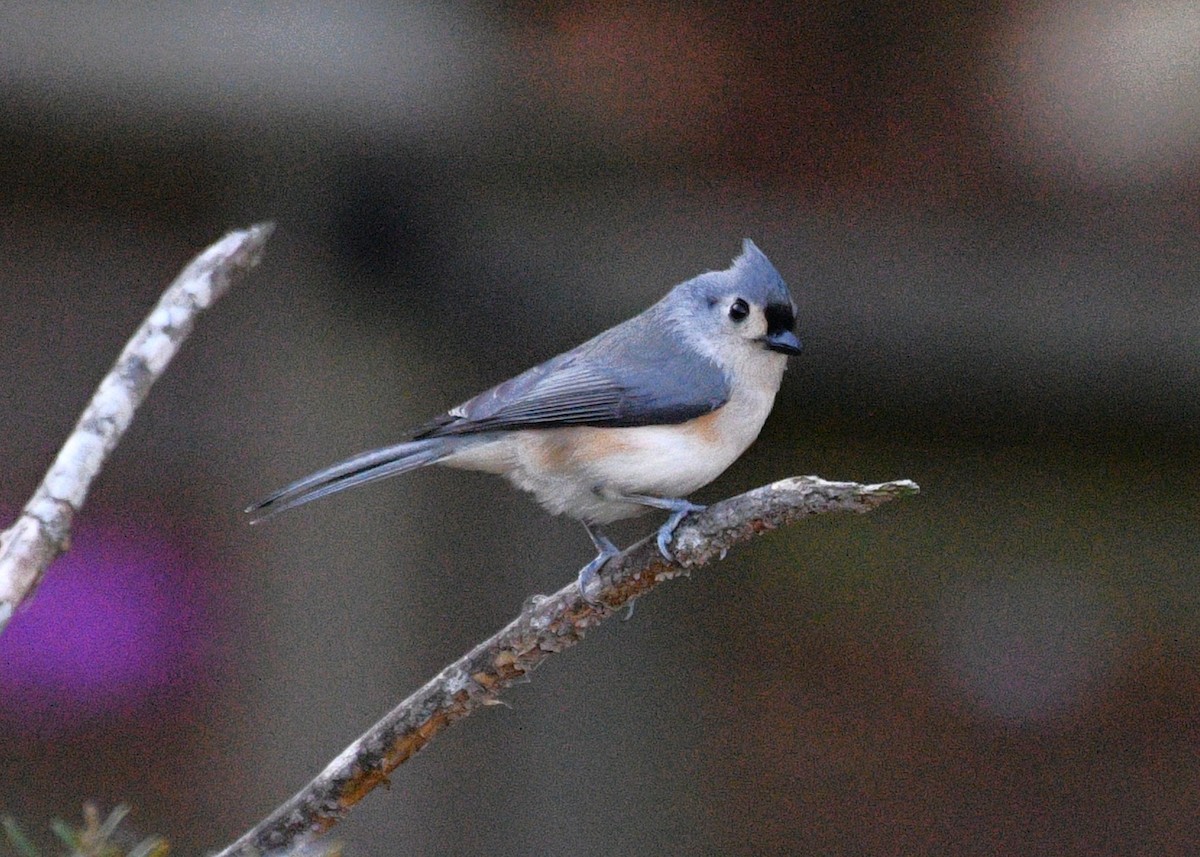 sýkora rezavoboká - ML646483585