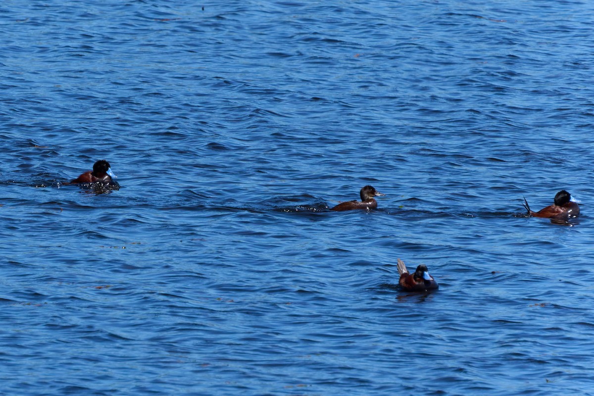 Lake Duck - ML646483586