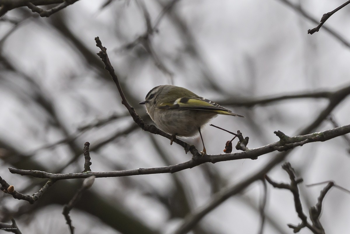 Sarı Taçlı Çalıkuşu - ML646483587