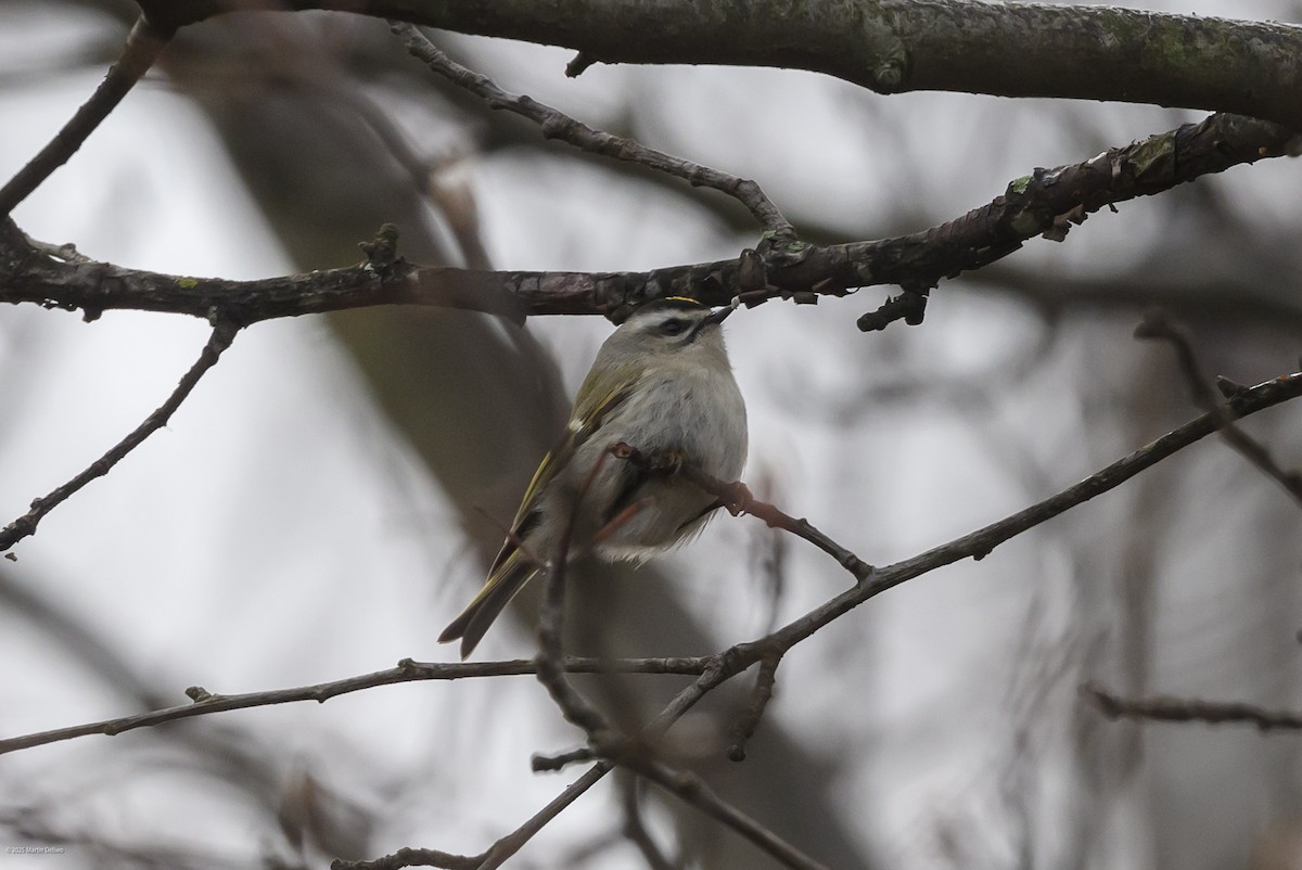 Sarı Taçlı Çalıkuşu - ML646483588