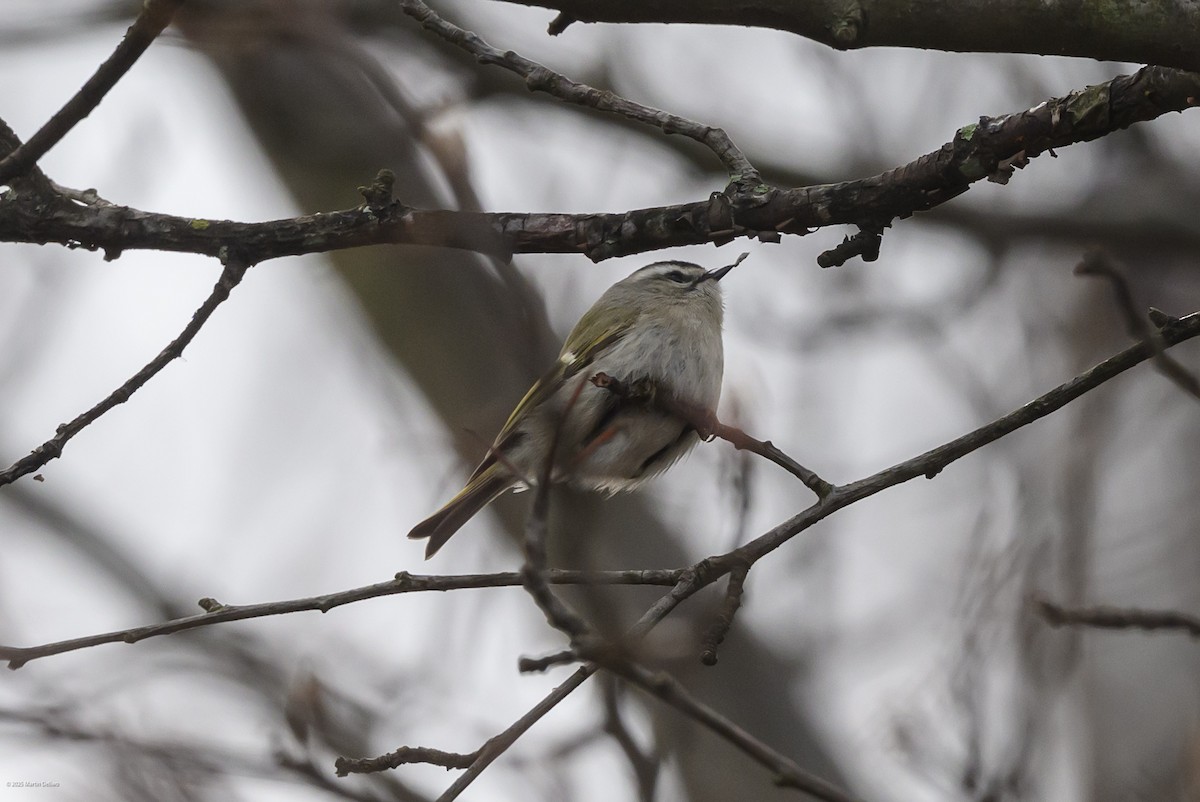 Sarı Taçlı Çalıkuşu - ML646483589