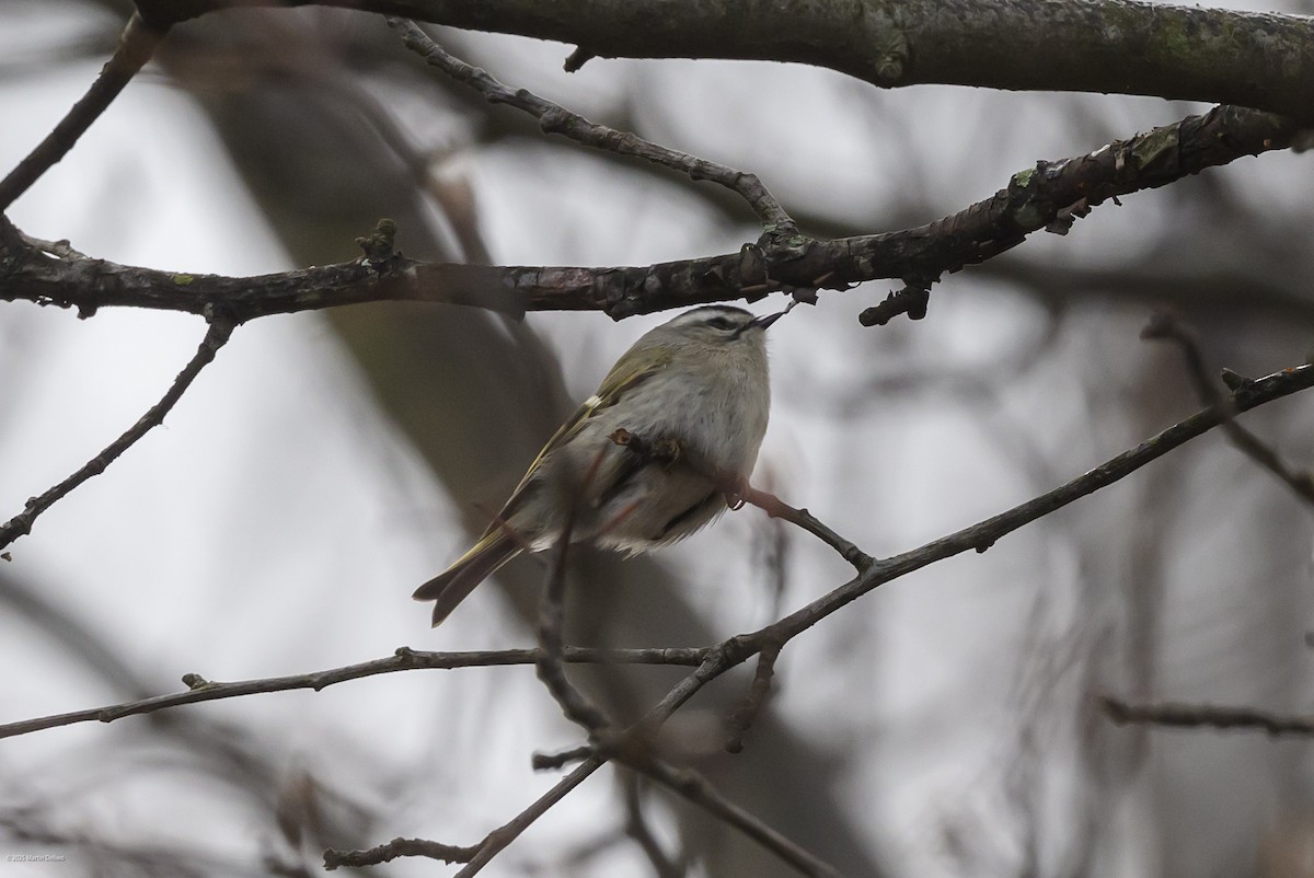 Sarı Taçlı Çalıkuşu - ML646483590