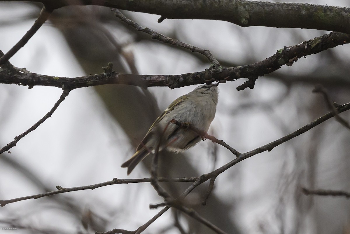 Sarı Taçlı Çalıkuşu - ML646483591