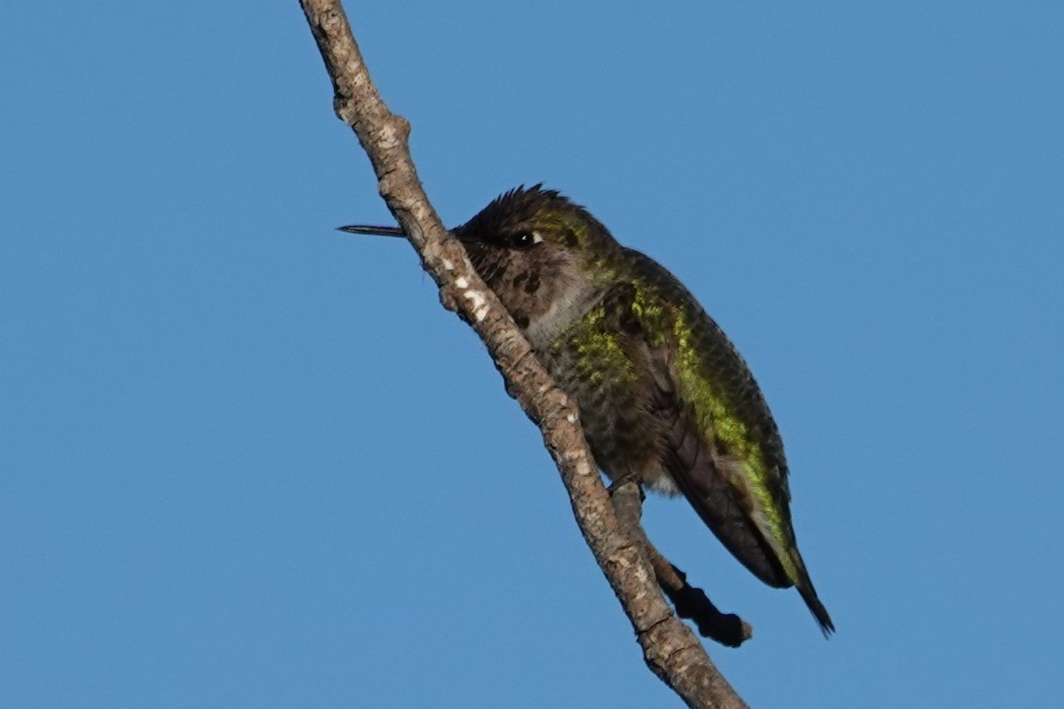 Anna's Hummingbird - ML646483596