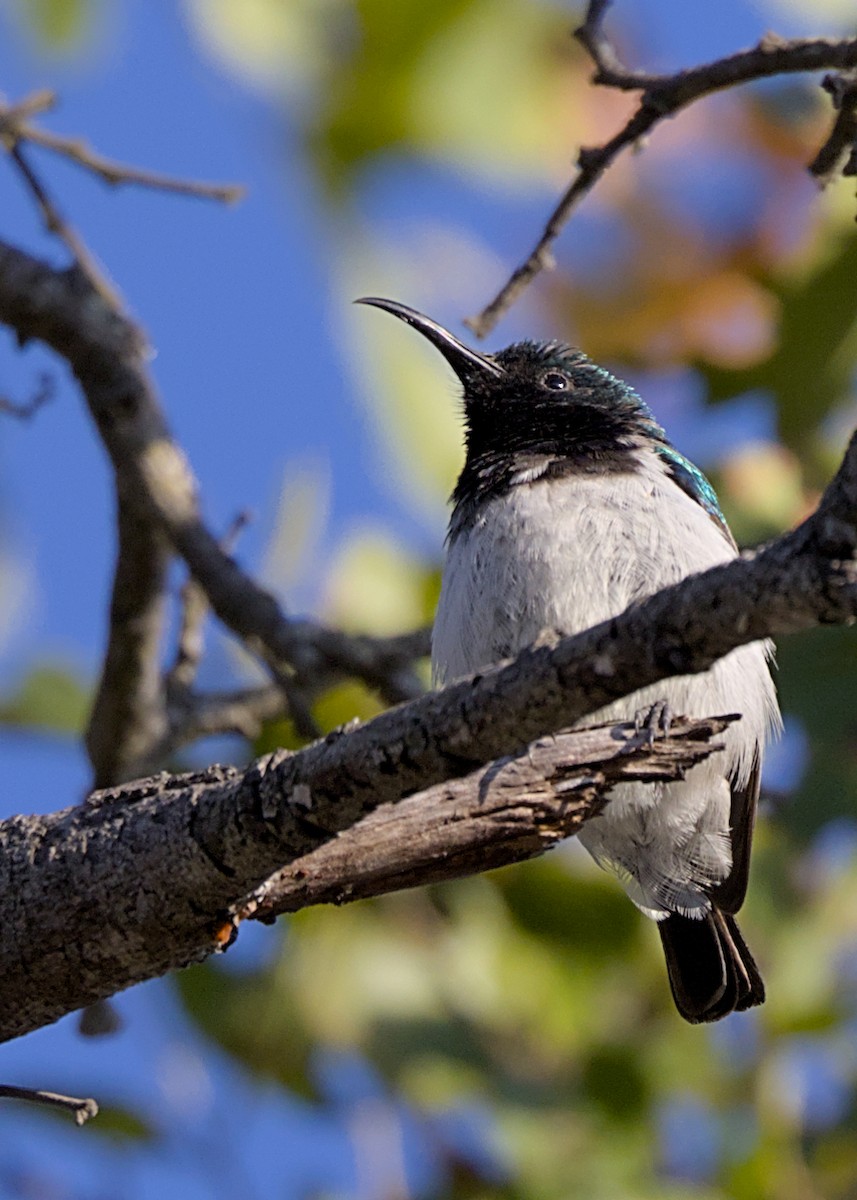 White-bellied Sunbird - ML646483597