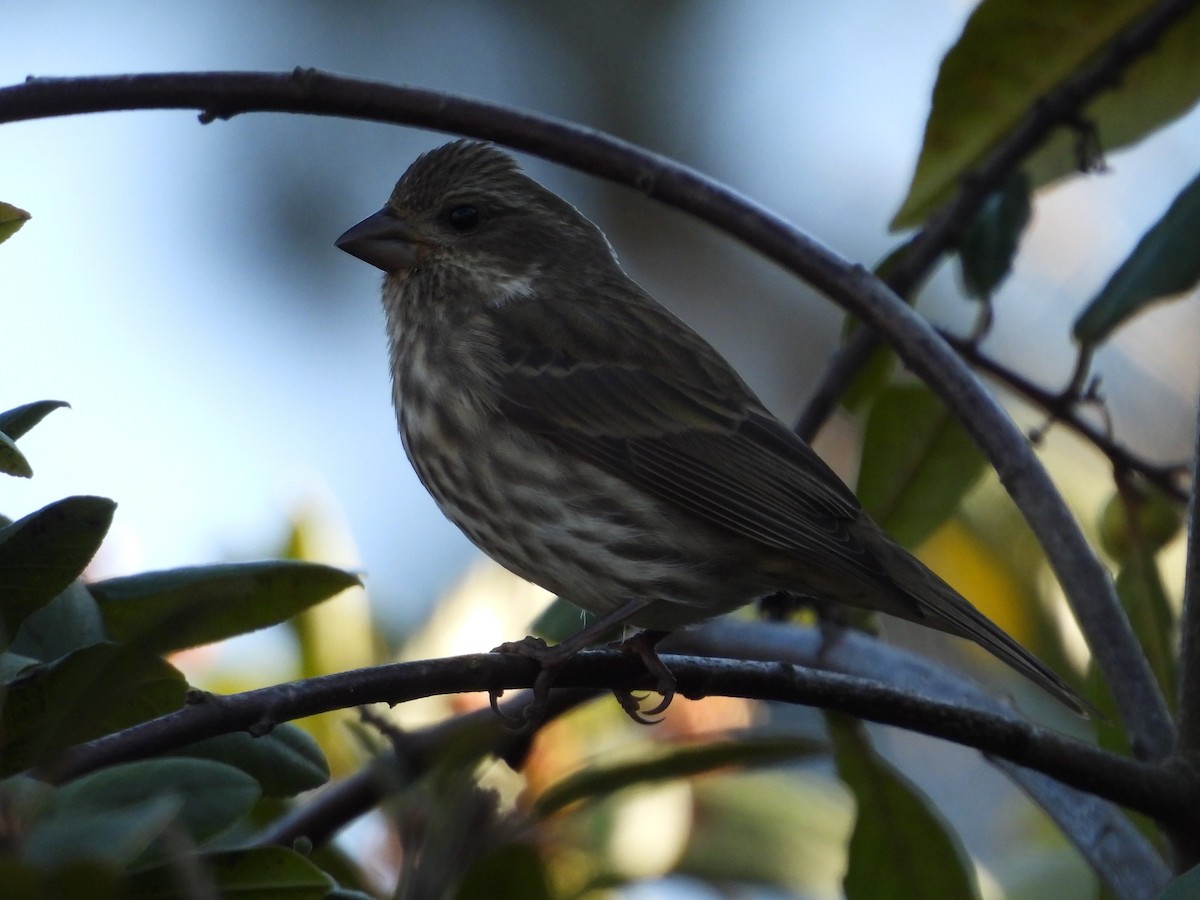 purpurfink - ML646483599