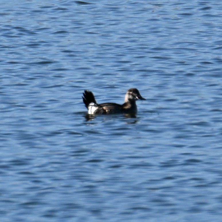 kachnice kaštanová - ML646483603