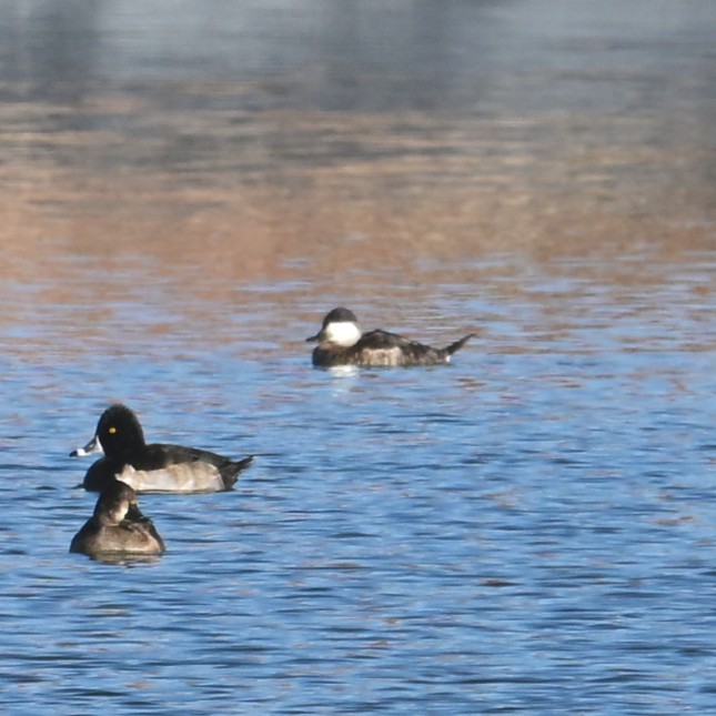 kachnice kaštanová - ML646483604