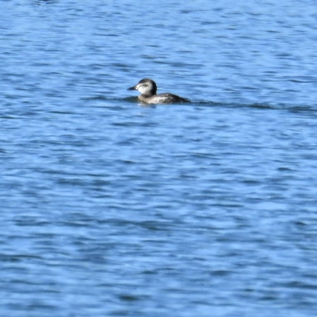 kachnice kaštanová - ML646483606