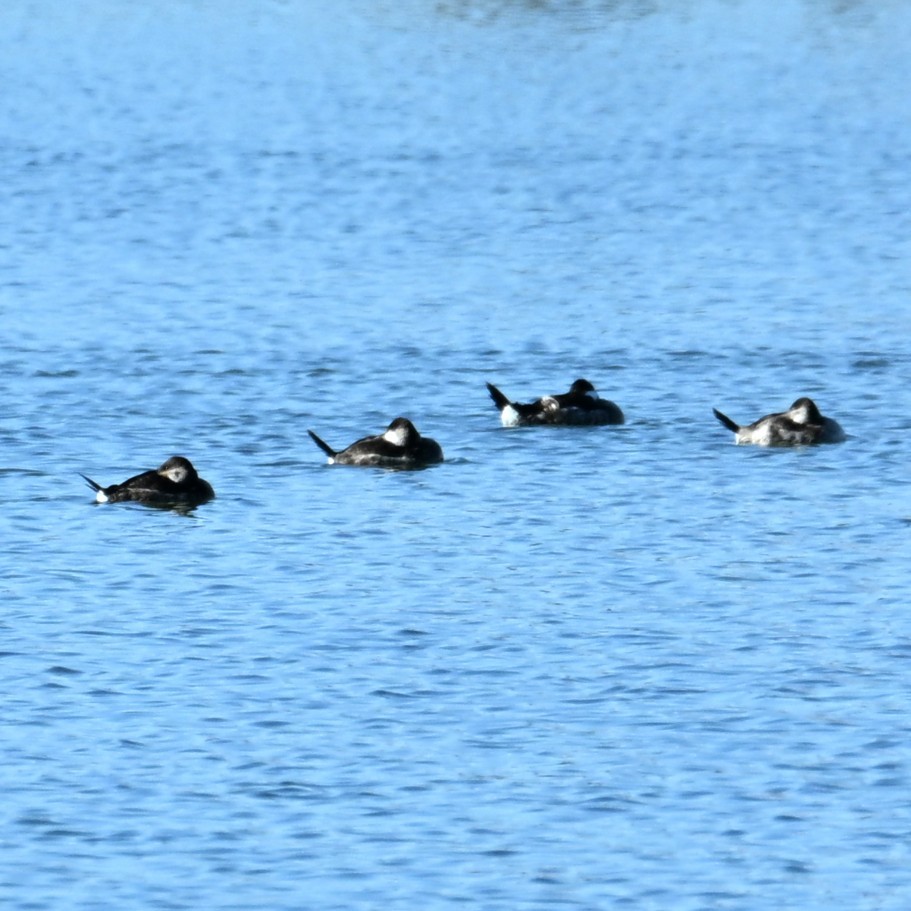 kachnice kaštanová - ML646483607