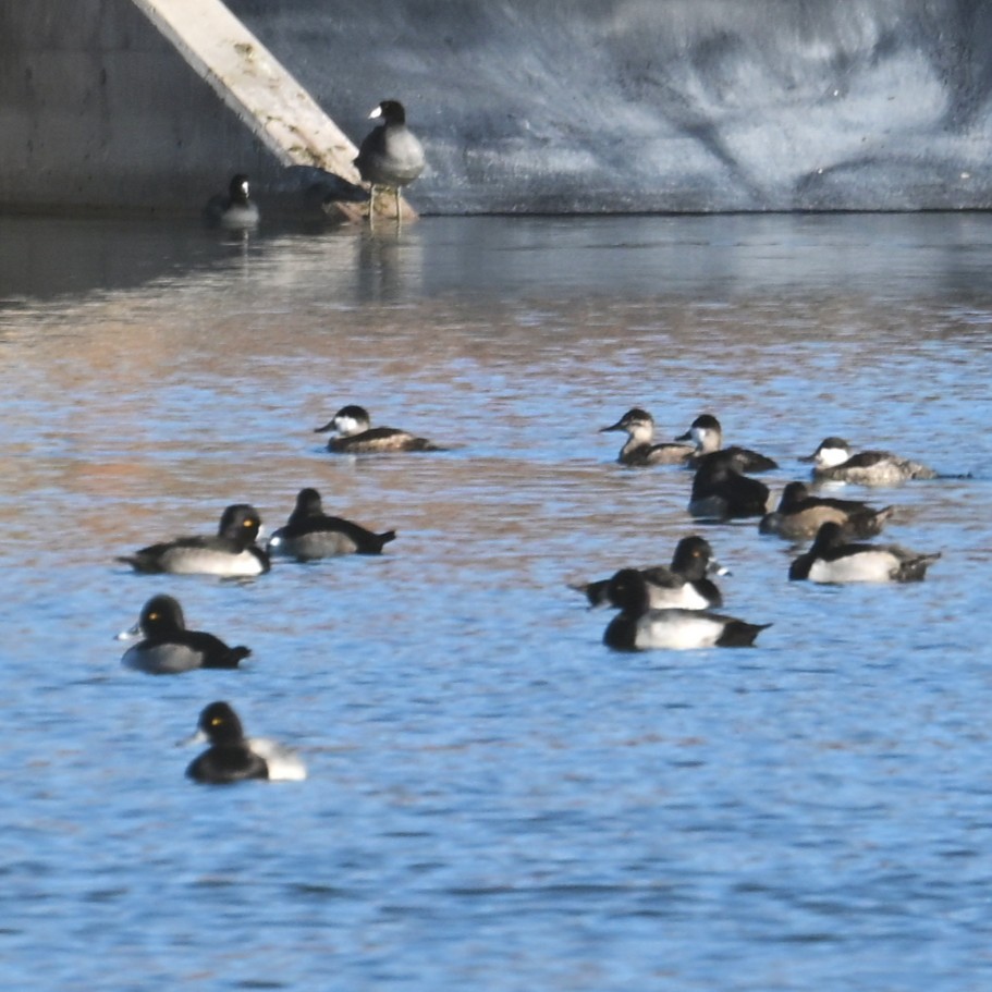 kachnice kaštanová - ML646483608