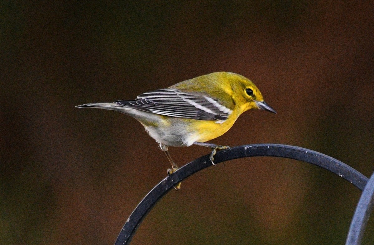 lesňáček borovicový - ML646483609