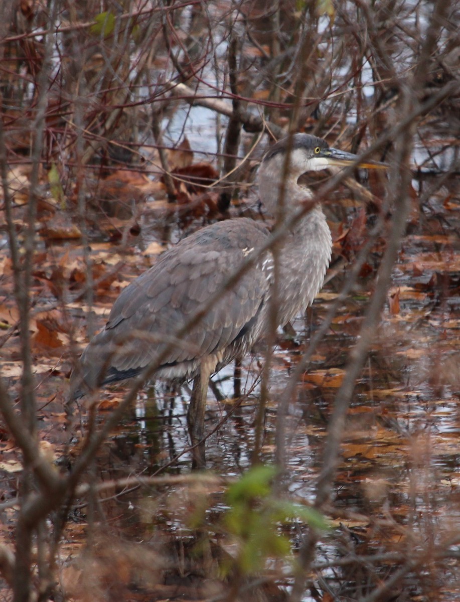 Great Blue Heron - ML646483614