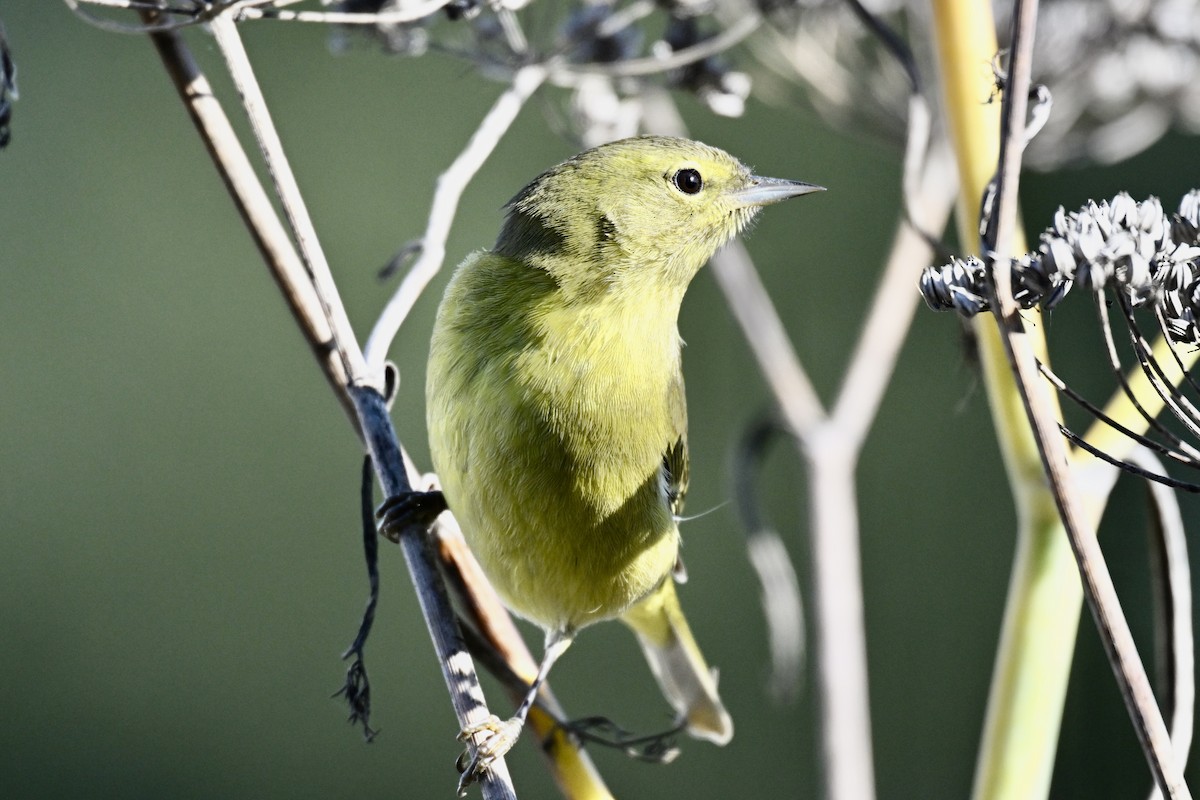 Orange-crowned Warbler (lutescens) - ML646483630