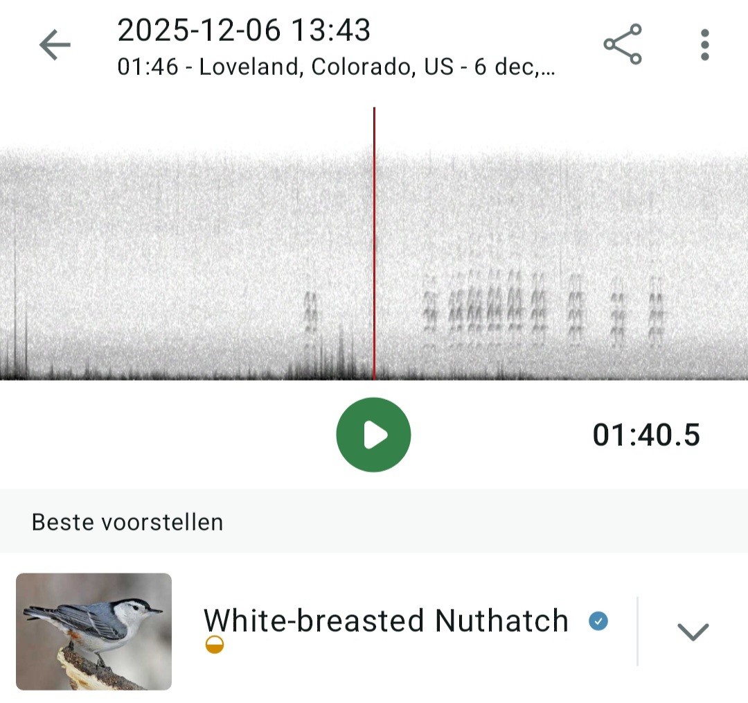 White-breasted Nuthatch - ML646483631