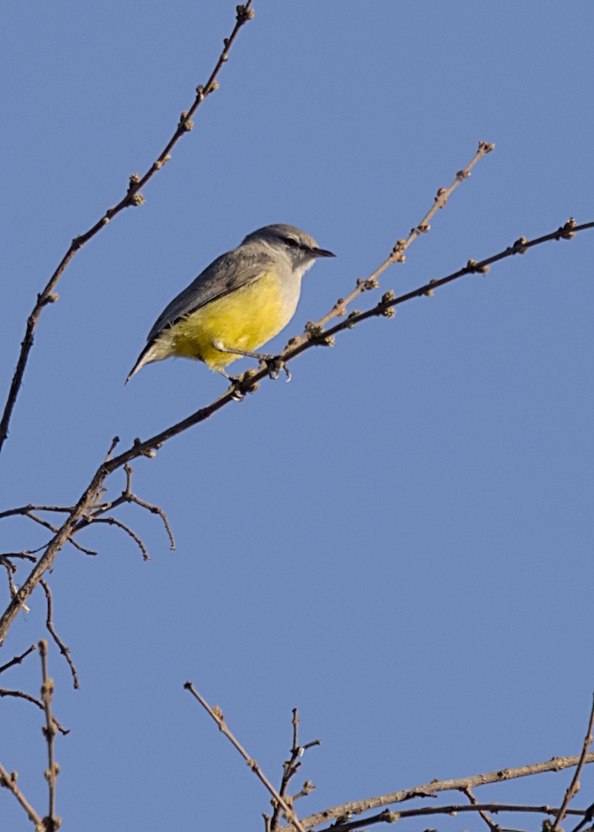 Yellow-bellied Eremomela - ML646483636