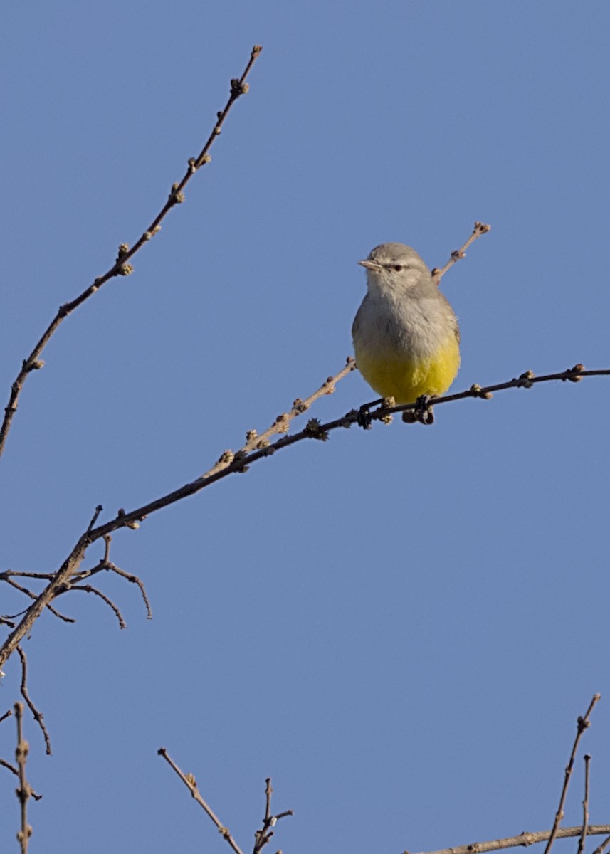 Yellow-bellied Eremomela - ML646483637