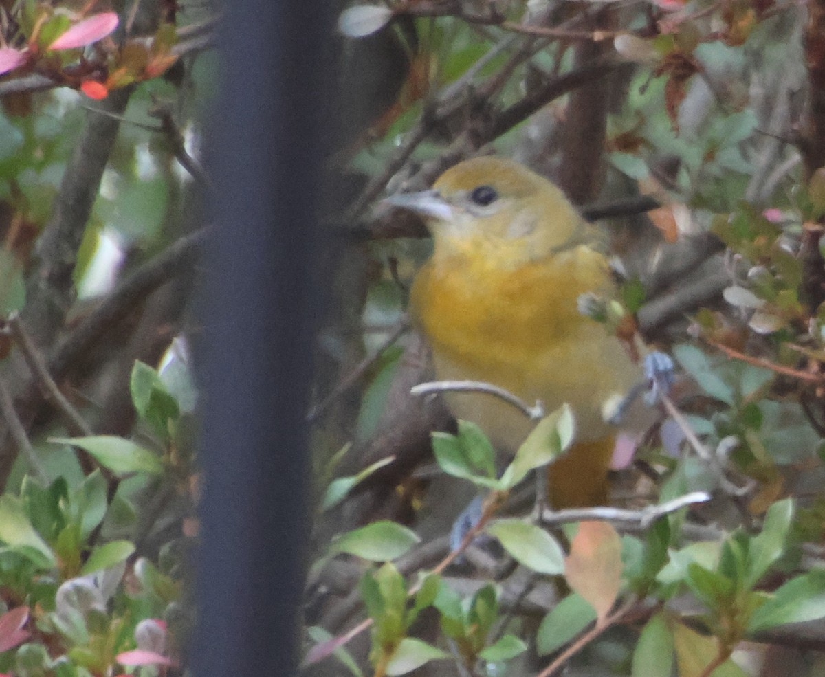 Балтиморский трупиал - ML646483651