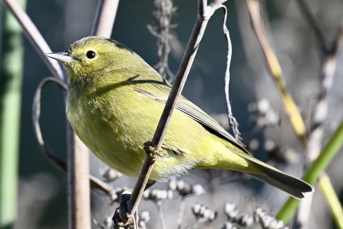 Orange-crowned Warbler (lutescens) - ML646483654