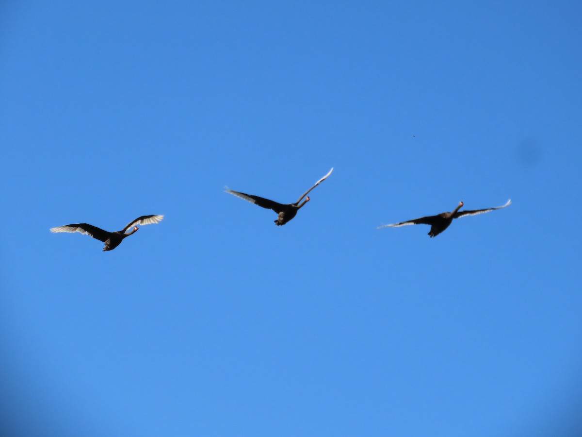 Black Swan - ML646483655