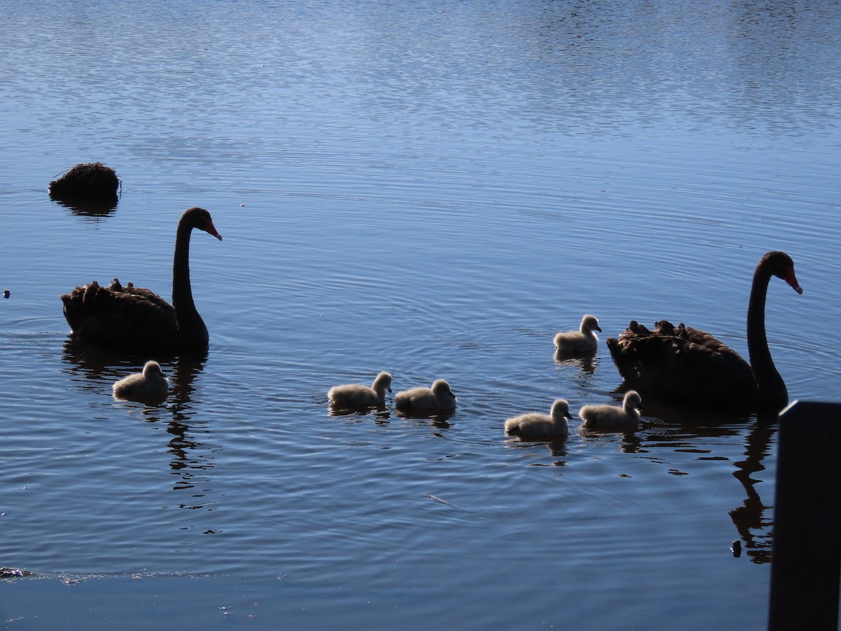 Black Swan - ML646483656