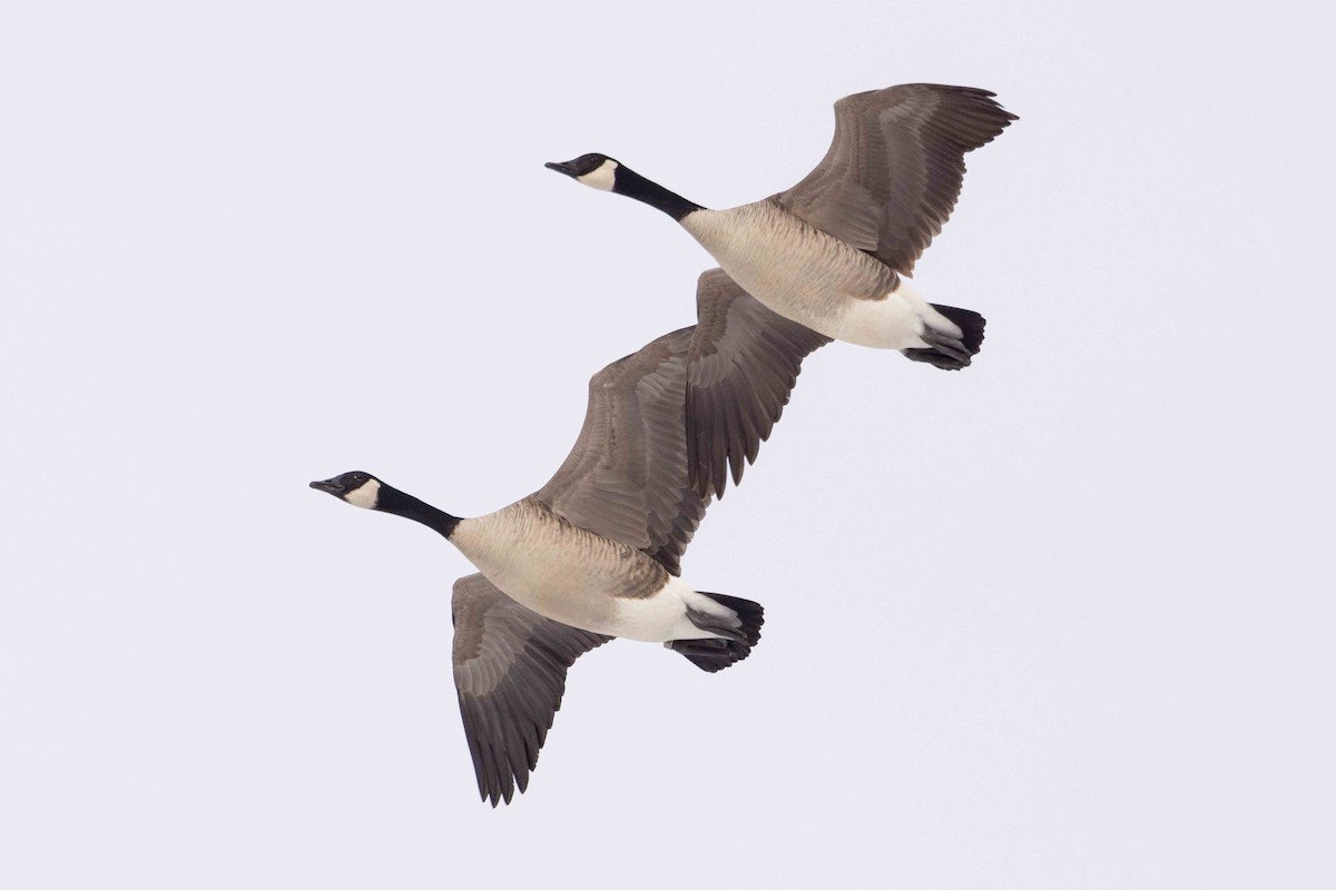 Kanada Kazı - ML646483657