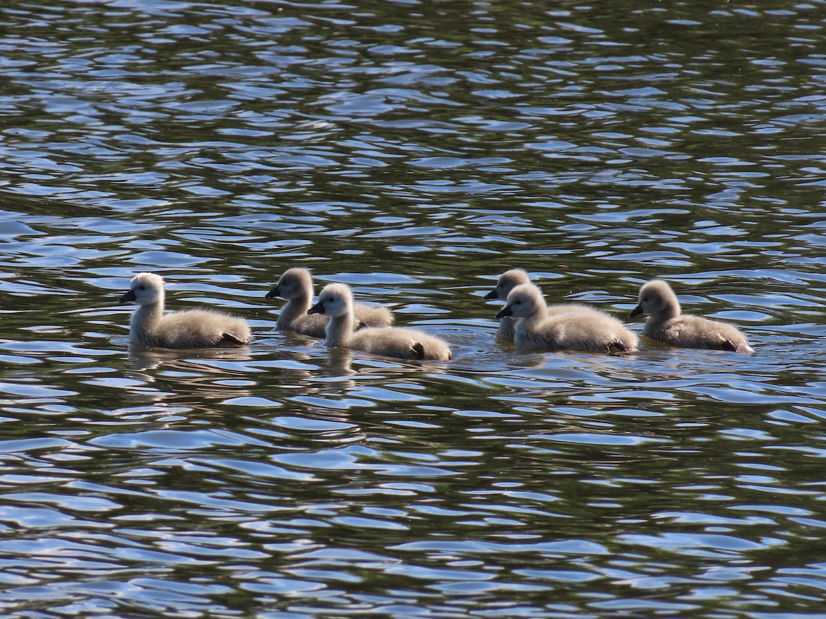 Black Swan - ML646483658