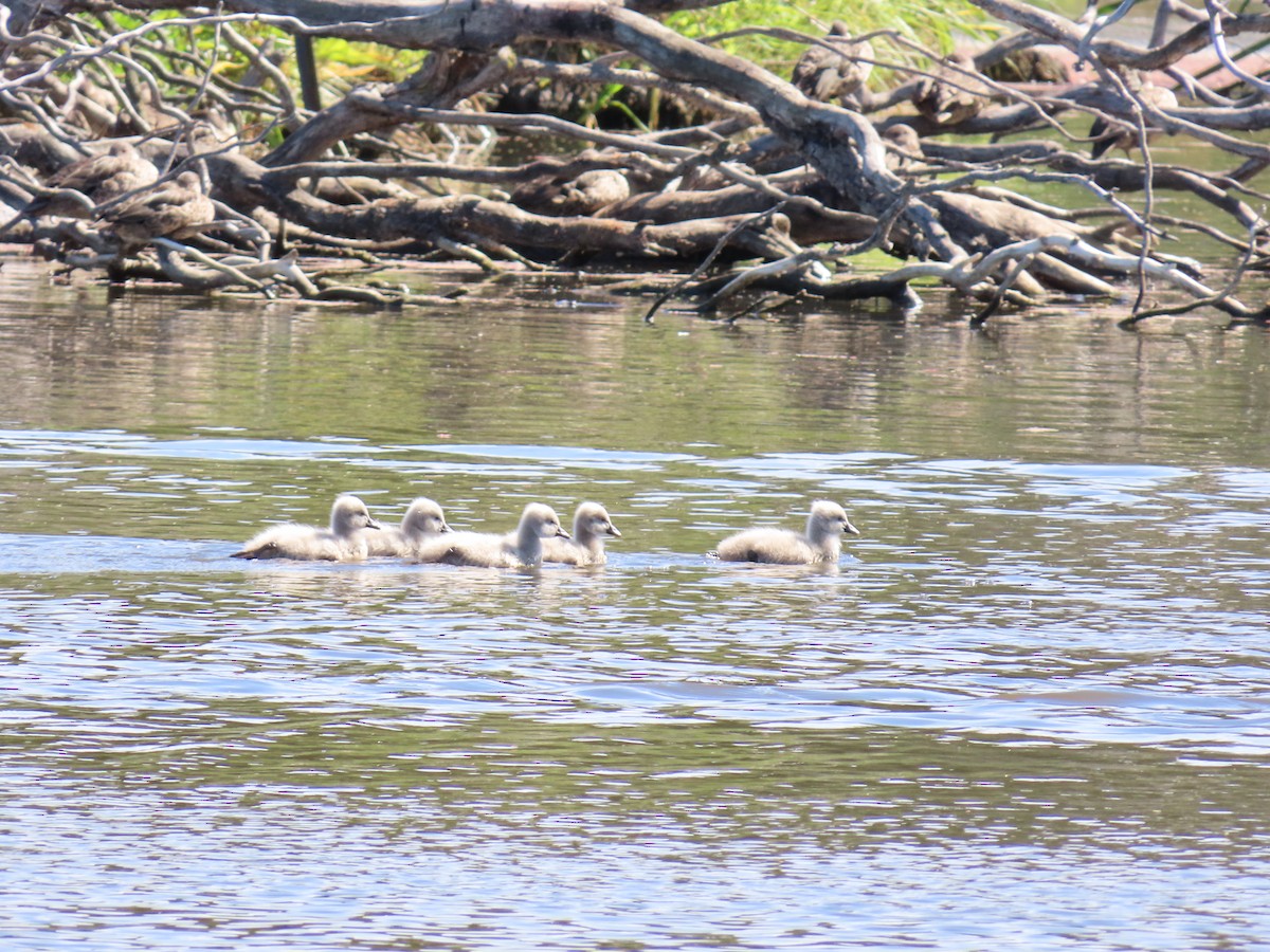 Black Swan - ML646483659