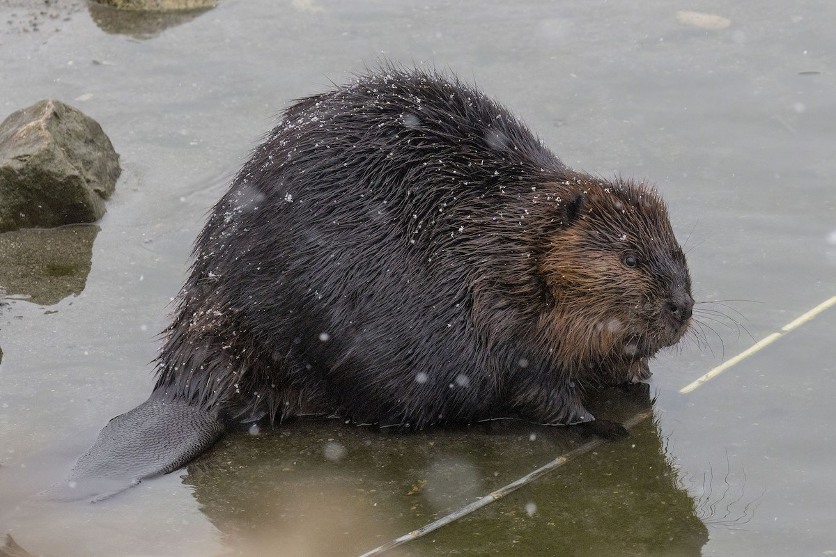 American Beaver - ML646483660