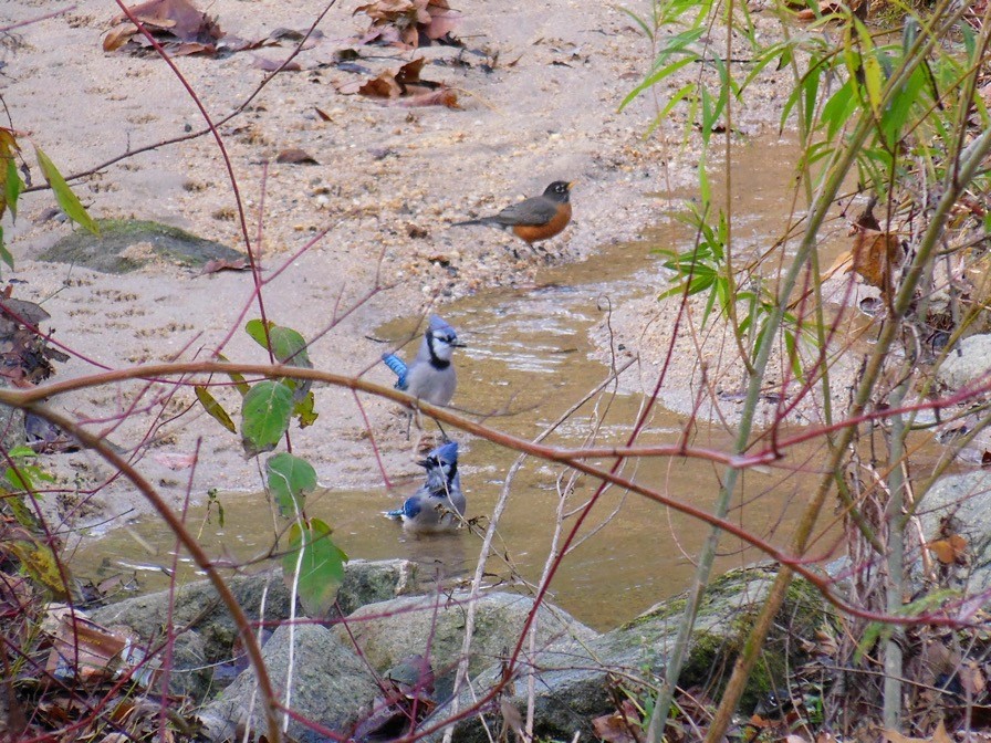 Blue Jay - ML646483663