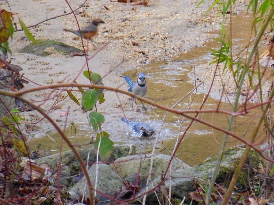 Blue Jay - ML646483664