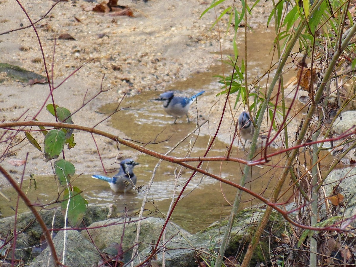 Blue Jay - ML646483665