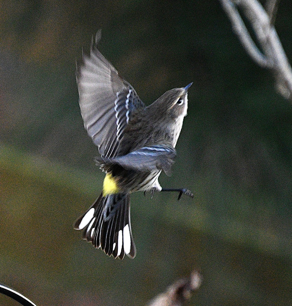 lesňáček žlutoskvrnný - ML646483680