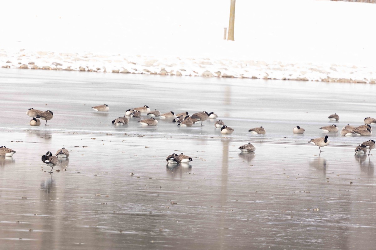 Kanada Kazı - ML646483682