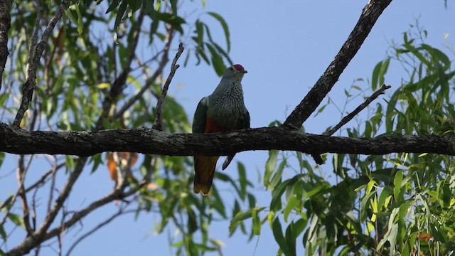 ベニビタイヒメアオバト - ML646483684